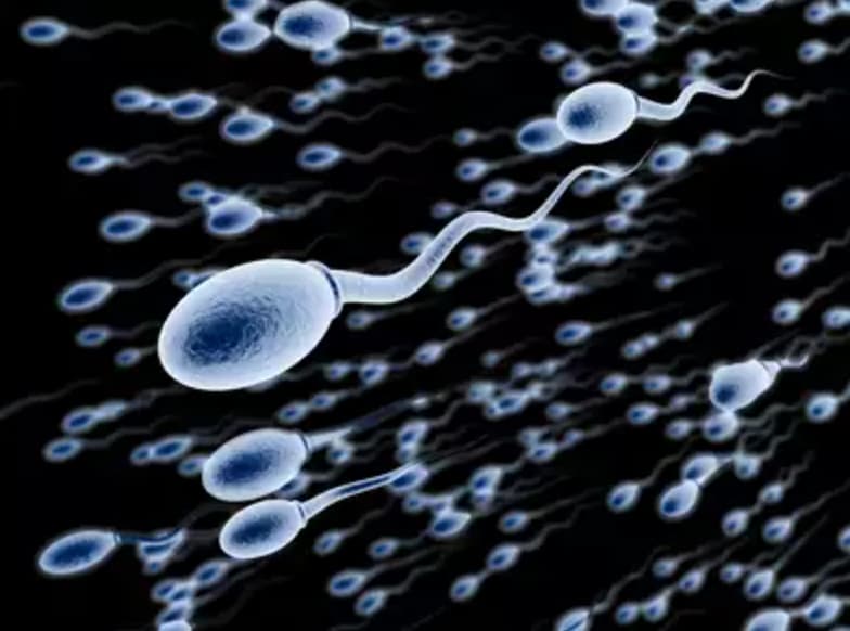 sperm cells - 00